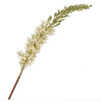 Green Eremurus