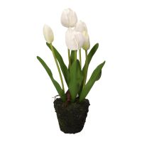 White Tulip M