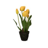 Tulipano giallo M