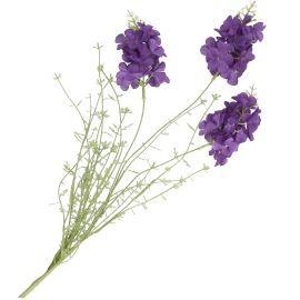 Purple gilly flower