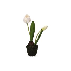 White Tulip S