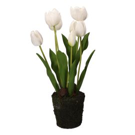 Tulipano bianco L