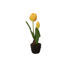 Gelbe Tulpe S