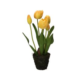 Gelbe Tulpe M