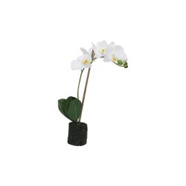 White Orchids S