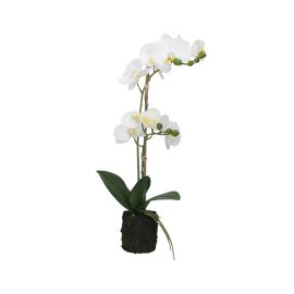 White Orchids M