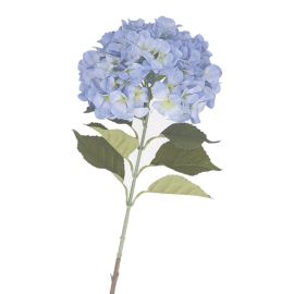 Blaue Hortensie